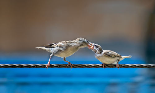 Newly born, hungry baby sparrow barely balancing on wire being fed with food from mother.