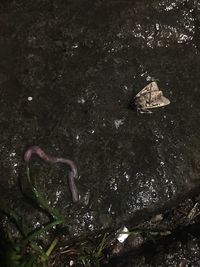 Close-up of lizard on rock