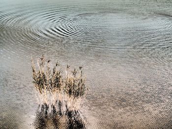 High angle view of rippled water on sand