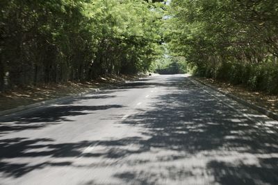 Surface level of road amidst trees in city