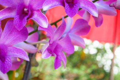 Close-up of flowers blooming outdoors