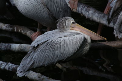 Close-up of pelican perching outdoors