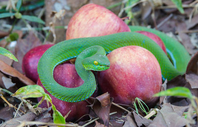 Close-up of fruits growing on field