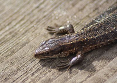 Close-up of lizard on wooden pier