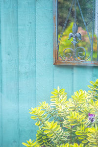 Close-up of yellow flowering plant against wall