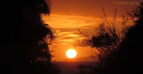 Silhouette of trees at sunset