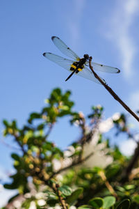 Low angle view of insect on plant against clear blue sky