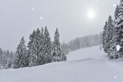 Pine trees on snow covered land against sky