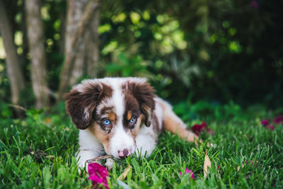 Portrait of puppy on field