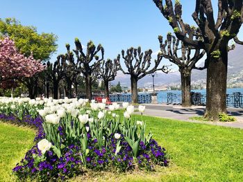 Flowering plants in park against sky