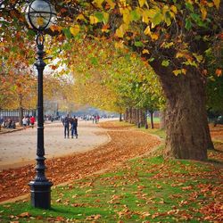 Trees in park