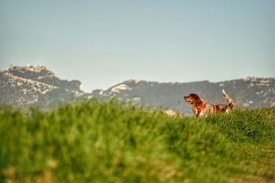 Horse on field against clear sky