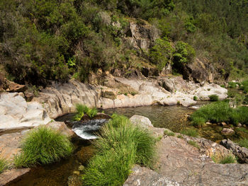 Scenic view of river flowing through rocks in forest