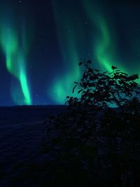 Low angle view of trees against sky at night