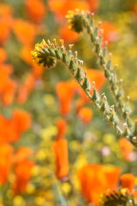 Close-up of orange flowering plants on field