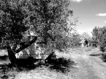 Trees on grassy field