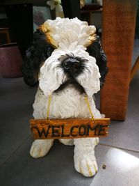 Portrait of white dog