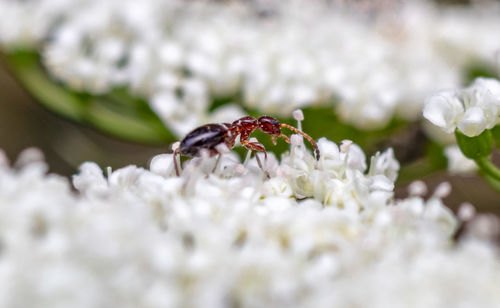 Close-up of honey bee on white flower