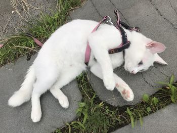 High angle view of a cat