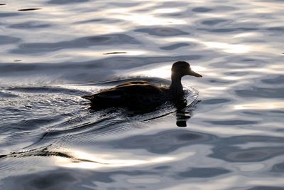 Close-up of swan swimming in lake