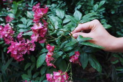 Cropped hand holding flowering plant at park