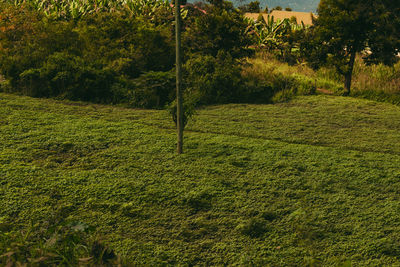 Plants growing on land