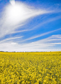 Scenic view of oilseed rape field against sky