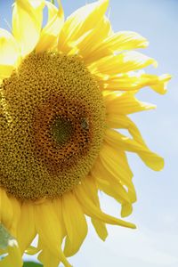 Close-up of sunflower