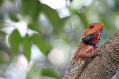 Close-up of bird