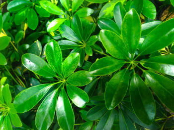 Full frame shot of green leaves