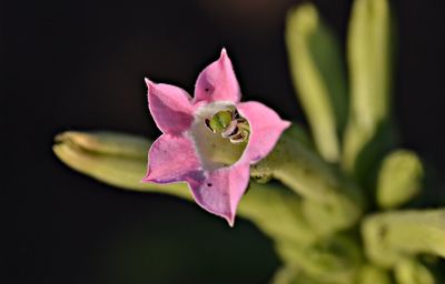 Close-up of pink tobacco flower against black background