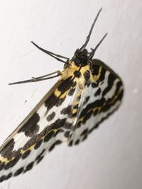 Close-up of butterfly