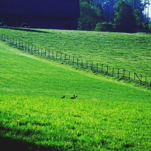 Scenic view of green field