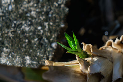 Close-up of leaves on table