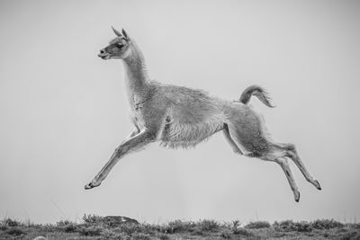 Donkey standing on field