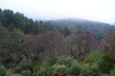 Trees in forest against sky