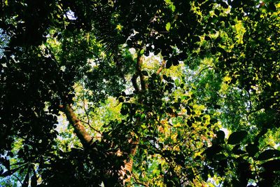 Low angle view of trees