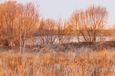 Bare trees on field against clear sky