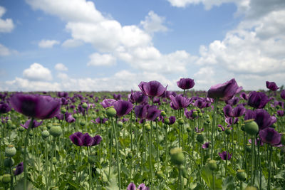 Close-up of purple flowering plants on field against sky