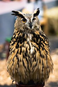 Close-up portrait of owl