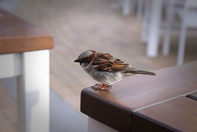 Close-up of bird perching on a table