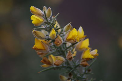 Close-up of yellow flowers