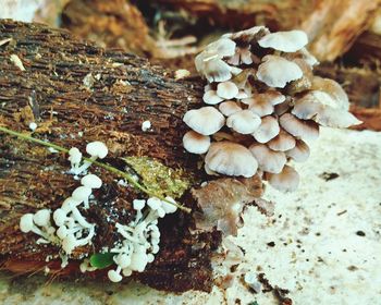 Close-up of mushroom growing on tree trunk