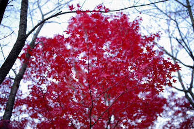 Low angle view of cherry blossom tree