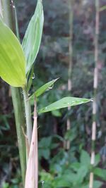 Close-up of plant