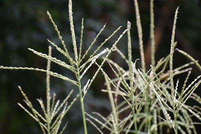 Close-up of plants during winter