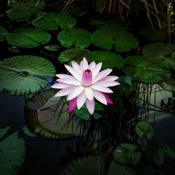 Close-up of lotus water lily in pond