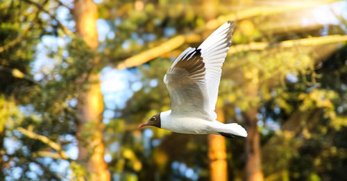 Low angle view of bird flying