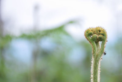 Close-up of flowering plant