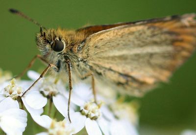 Close-up of butterfly perching on flower